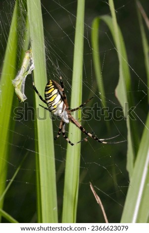 Female Wasp spider (Nagakoganegumo, Argiope bruennichi) spider. Bright grass field background (Wildlife closeup macro photograph) 