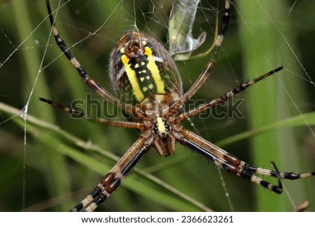 Belly side of female Wasp spider (Nagakoganegumo, Argiope bruennichi) spider. Bright grass field background (Wildlife closeup macro photograph) 