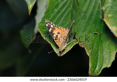  Indian Red Admiral butterfly with its wings closed in the forest (Nature closeup macro photograph)