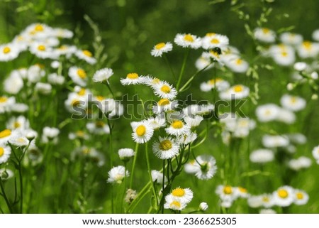 Blooming field of Philadelphia fleabane flowers (Sunny outdoor, close up macro photograph)