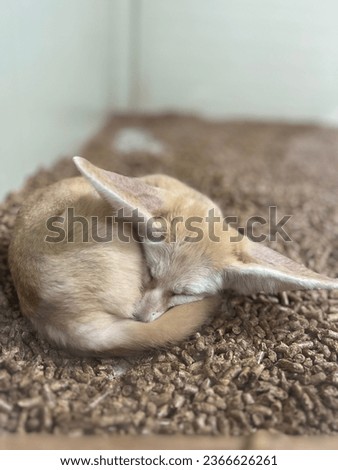 The image of a desert fox sleeping in one corner of the kennels in a crouching state.