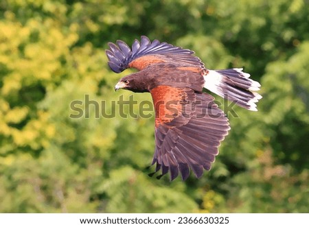 Harris's hawk flying on the green background
