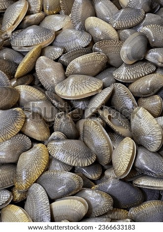 a photography of a pile of clams sitting on top of a table, acornous shells are piled together in a pile on a table.