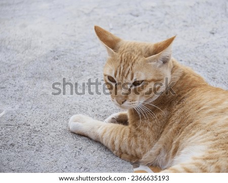 a photography of a cat laying on the ground with its paw on the ground, there is a cat that is laying down on the ground.