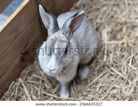 a photography of a rabbit sitting in a wooden box on straw, angora rabbit sitting in hay in wooden crate with straw.
