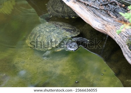 Turtles exhibit in water at Reptile Garden Tortuga Falls Rapid City South Dakota 