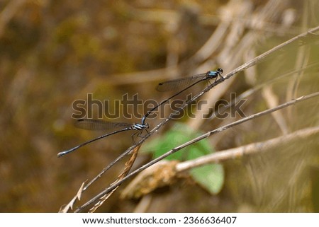 The picture of a vary beautiful dragonfly.The colors on dragonfly were very beautiful.The environment was very modest.