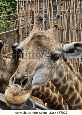 A​ group of​ giraffe​ waiting for​ food