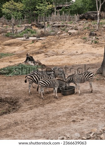 Herd of zebras drinking water