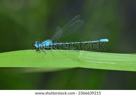 The picture of a vary beautiful dragonfly.The colors on dragonfly were very beautiful.The environment was very modest.