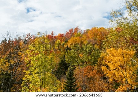 Many variegated hues of autumn leaves.