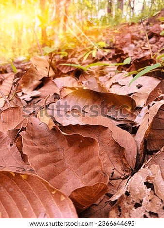 Dried leaves fall on the ground.