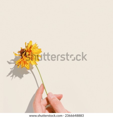 Stylish autumn card, dried flower in woman hand top view minimal style on beige background, beautiful shadow from sunlight. Autumn, fall season concept. Aesthetic Nature design floral still life