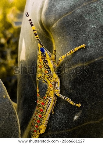 A Colorful Picture Of Grasshopper 