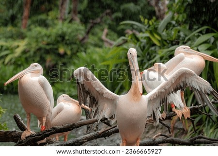 The family of Great white pelicans sitting on the tree on a rainy day with one pelican spreading his wings