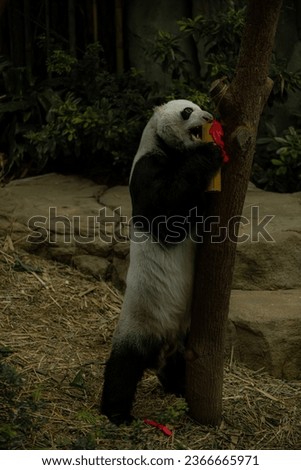 Panda climbing the tree and eating bamboo stick decorated for the Chinese New Year, vertical image with copy space for text