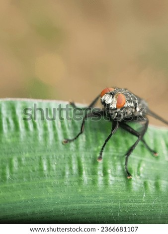 Macro photography of fly insect that was difficult to take the pictures