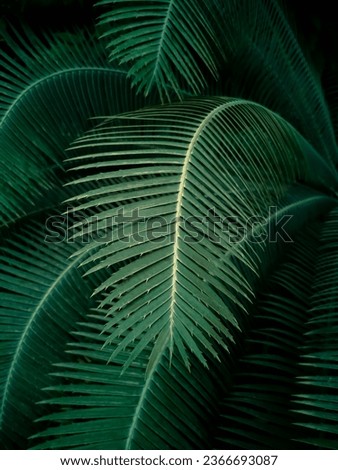 Cycadaceae Leaves, Selective focus palm tree leaves with a dark background and deep shading. Palm tree leaf pattern. Tropical nature background. Palm tree leaf background. Moody Green trendy.