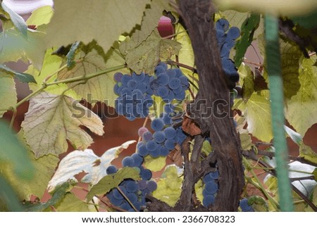 a juicy bunch of grapes hangs on a branch