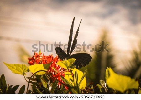 A black butterfly perched on a red flower with a blurred background.