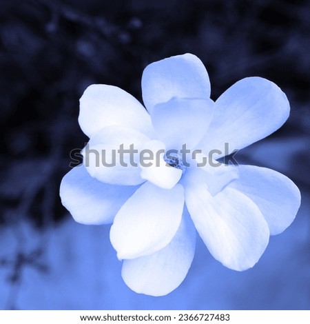 Blooming white flower, flowering plant, floral image, blue color
