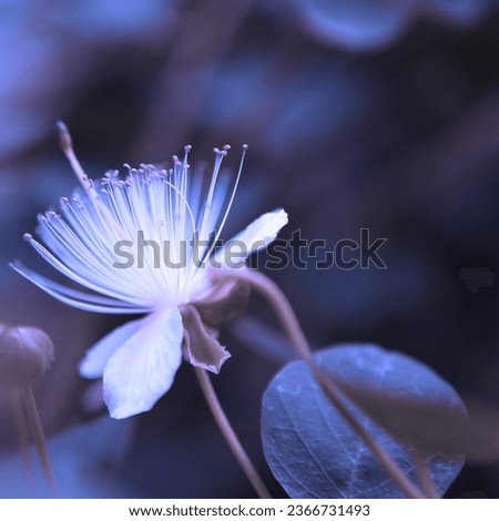 Blooming white flower, flowering plant, floral image, blue color
