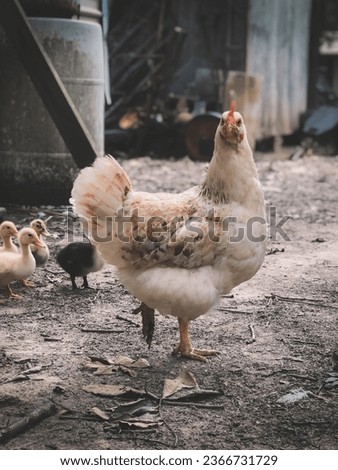 a chicken and a duck are walking in a yard