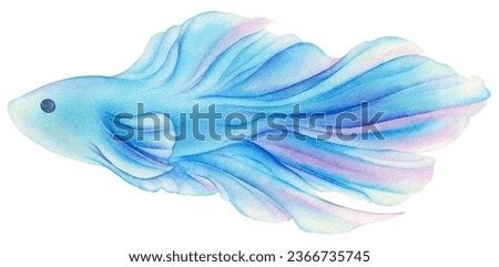 
Watercolor blue betta fish isolated on white background