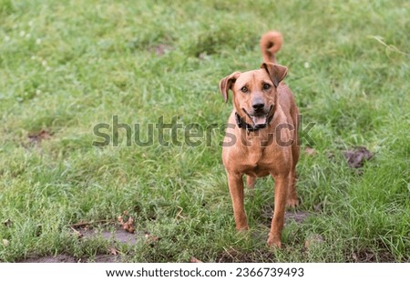 Little mongrel dog in the green park Royalty-Free Stock Photo #2366739493
