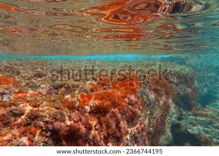Colorful seascape in the shallow water with waves, swimming fish (Wrasse, Thalassoma) and rocky seabed. Underwater seascape with fish, photo from snorkeling. Marine life, travel picture.