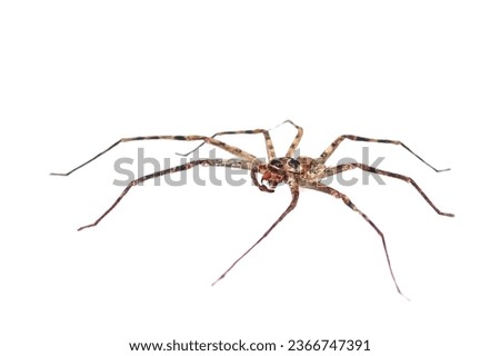 Big spider brown color and legs long on white background with isolated picture.