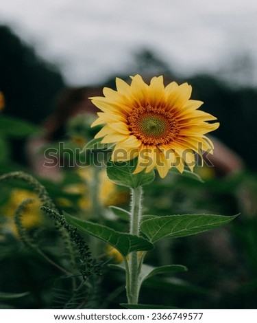 An attractive colorful sunflower flower picture. The picture captures the natural scenery of sunflowers. Please help me with the picture. 