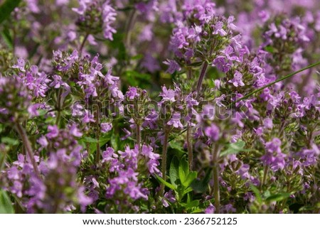 Blossoming fragrant Thymus serpyllum, Breckland wild thyme, creeping thyme, or elfin thyme close-up, macro photo. Beautiful food and medicinal plant in the field in the sunny day. Royalty-Free Stock Photo #2366752125