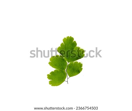 Leaves of the fern plant Adiantum Raddianum isolated on a white background 