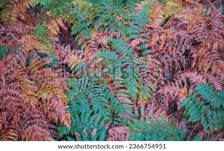 Background of autumn fern leaves in the forest, idea for banner with leaves or screen saver concept