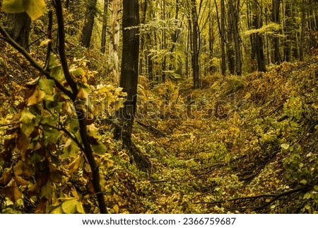 Woods in autumn. Deep forest covered with colors of the fall. Royalty-Free Stock Photo #2366759687