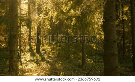 Woods in autumn. Deep forest covered with colors of the fall. Royalty-Free Stock Photo #2366759691