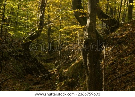 Woods in autumn. Deep forest covered with colors of the fall. Royalty-Free Stock Photo #2366759693