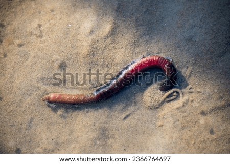 In the North Sea mud flats in the early morning in summer, a lugworm is hiding Royalty-Free Stock Photo #2366764697