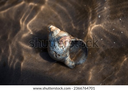 In the North Sea mud flats in the early morning in summer, snail with starfish Royalty-Free Stock Photo #2366764701