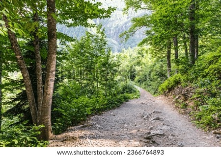 view from the Trekking trail to the Polycorya Waterfall through the forest in the mountain resort of Krasnaya Polyana, Sochi, Russia Royalty-Free Stock Photo #2366764893