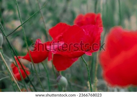 Red poppies among green grass. Day of Remembrance. Day of Remembrance. Day of Remembrance of the Fallen. Poppy Day.
