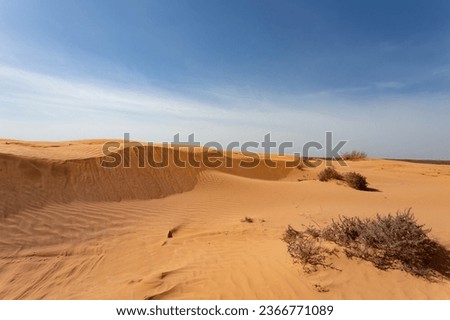 A desert plant in the sands of the Big Brother dune in the Astrakhan region. Russia Royalty-Free Stock Photo #2366771089