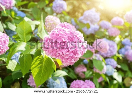 Tenderness pink flower head hydrangea macrophylla in rays of summer sun.