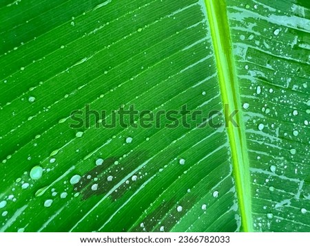 Raindrops on A Saba Banana Tree Leaf (Musa Acuminata x Musa Balbisiana). Natural Green Color Background. Small Waterdrops Texture.