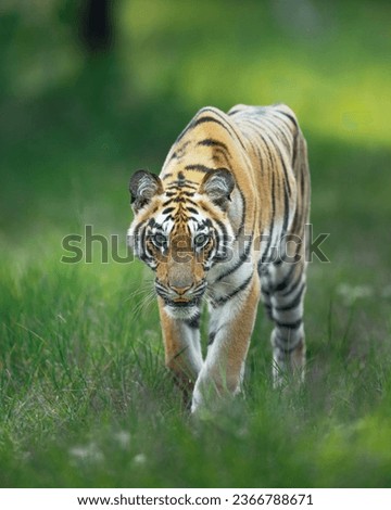 wild animal danger tiger nature photography 