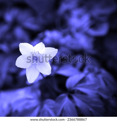 Blooming white flower, flowering plant, floral image, blue color, natural background for text