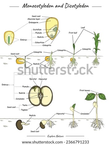 Monocotyledon and dicotyledon corn and bean seed. Shows three different types of seeds, namely corn seeds, pine seeds, Bean seeds and the functions of their parts. Can be used for topics like biology. Royalty-Free Stock Photo #2366791233