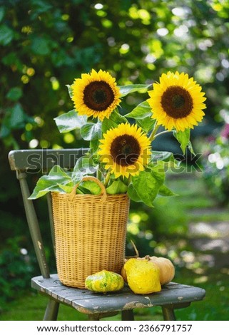 Autumn flower arrangement with yellow sunflowers in a wicker basket and same of pumpkins on the garden chair. Floristic or gardening concept. Selective focus.  Royalty-Free Stock Photo #2366791757