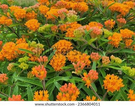 Orange Butterfly Milkweed Flowers in Nature Preserve Royalty-Free Stock Photo #2366804011